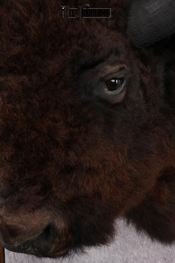 Bison taxidermy mount for sale SKU 2723 - Image 3