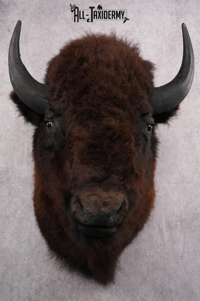 Bison taxidermy mount for sale SKU 2723 - Image 2