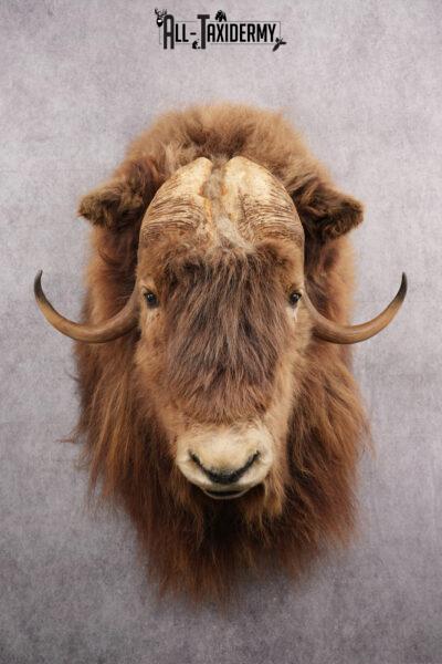 Muskox taxidermy shoulder mount for sale SKU 2743