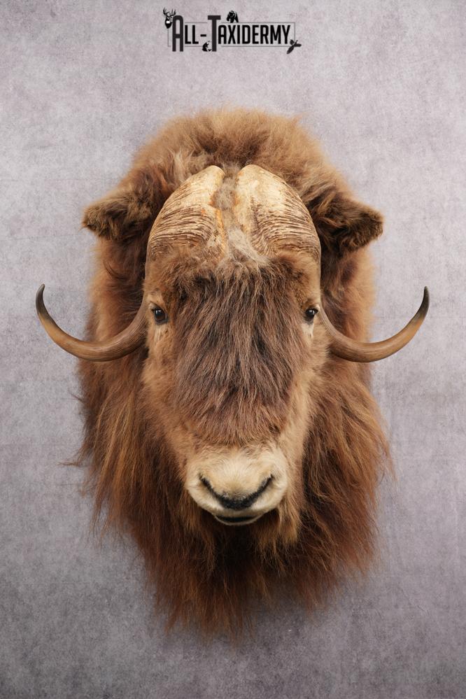 Muskox taxidermy shoulder mount for sale SKU 2743