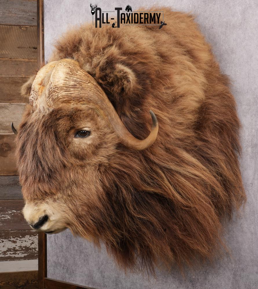 Muskox taxidermy shoulder mount for sale SKU 2743 - Image 9