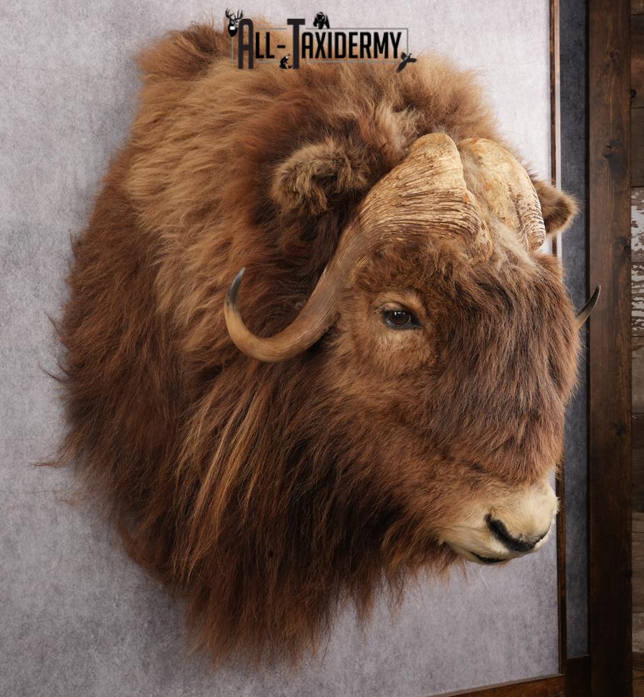 Muskox taxidermy shoulder mount for sale SKU 2743 - Image 8