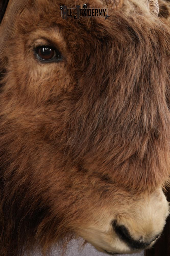 Muskox taxidermy shoulder mount for sale SKU 2743 - Image 7