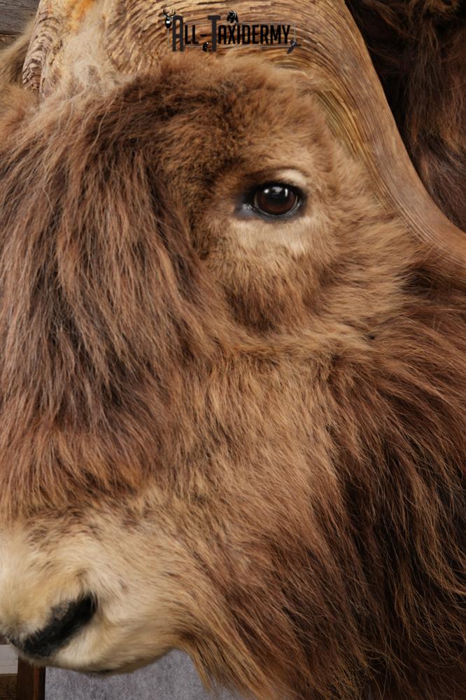 Muskox taxidermy shoulder mount for sale SKU 2743 - Image 6
