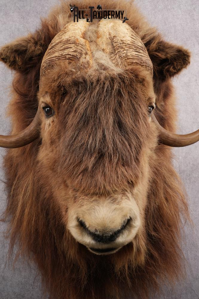 Muskox taxidermy shoulder mount for sale SKU 2743 - Image 5