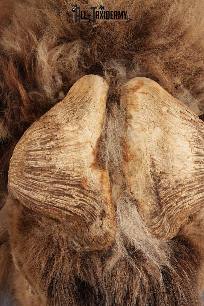 Muskox taxidermy shoulder mount for sale SKU 2743 - Image 4