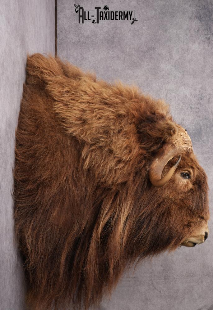 Muskox taxidermy shoulder mount for sale SKU 2743 - Image 3