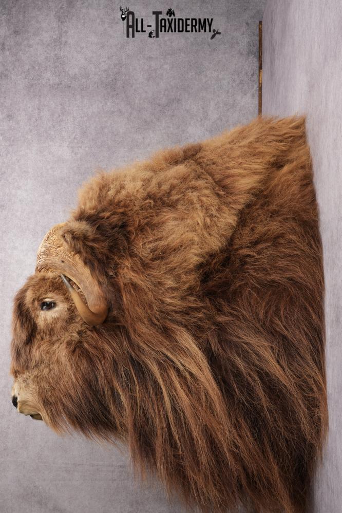 Muskox taxidermy shoulder mount for sale SKU 2743 - Image 2