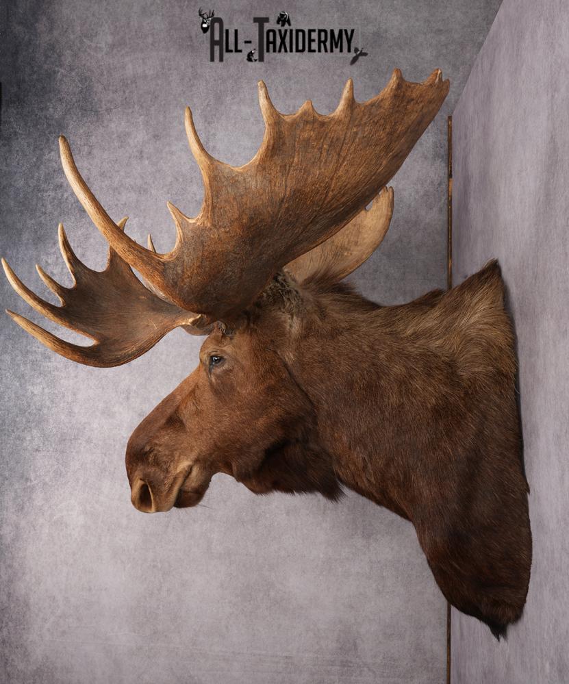 Alaskan/Yukon Moose taxidermy shoulder mount for sale SKU 2725 - Image 11