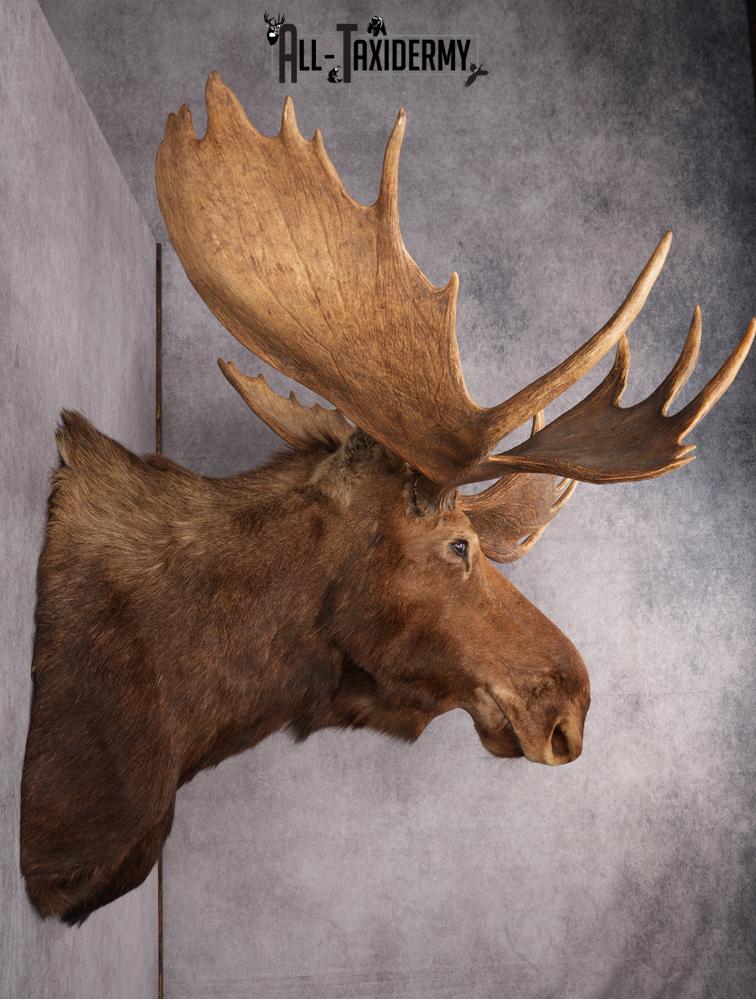 Alaskan/Yukon Moose taxidermy shoulder mount for sale SKU 2725 - Image 10