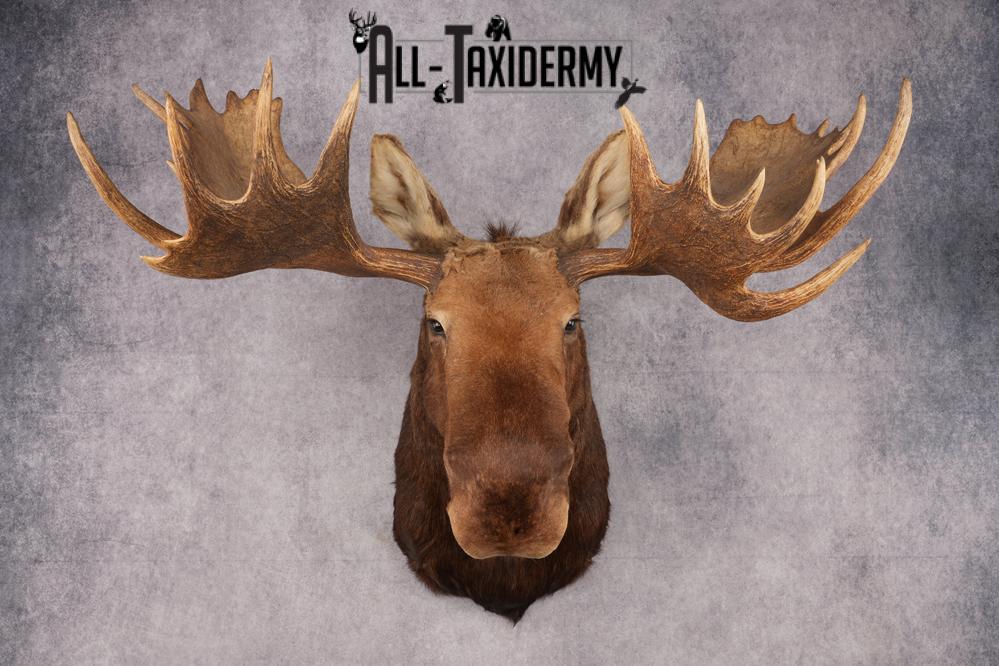 Alaskan/Yukon Moose taxidermy shoulder mount for sale SKU 2725 - Image 9