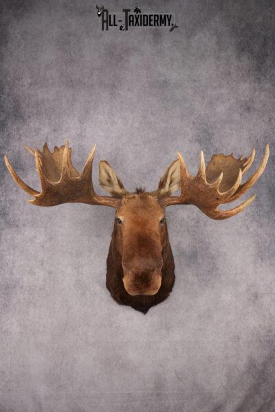 Alaskan/Yukon Moose taxidermy shoulder mount for sale SKU 2725