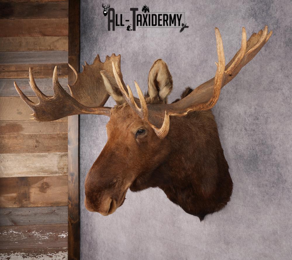 Alaskan/Yukon Moose taxidermy shoulder mount for sale SKU 2725 - Image 8