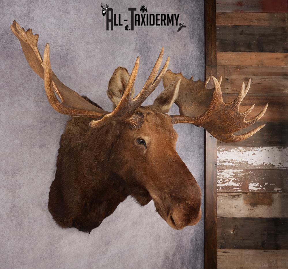 Alaskan/Yukon Moose taxidermy shoulder mount for sale SKU 2725 - Image 7