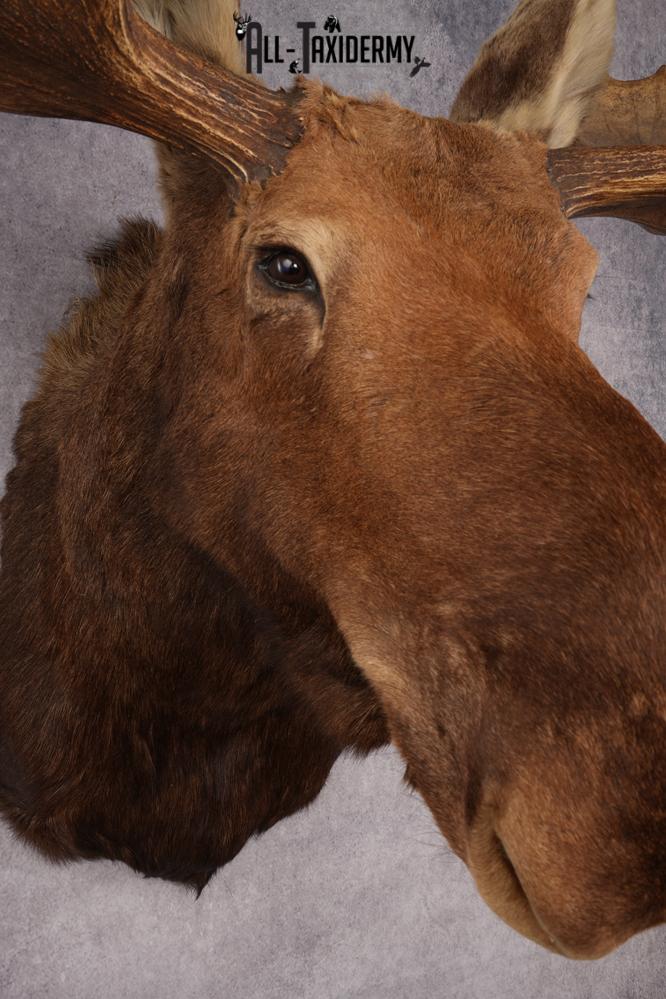 Alaskan/Yukon Moose taxidermy shoulder mount for sale SKU 2725 - Image 6