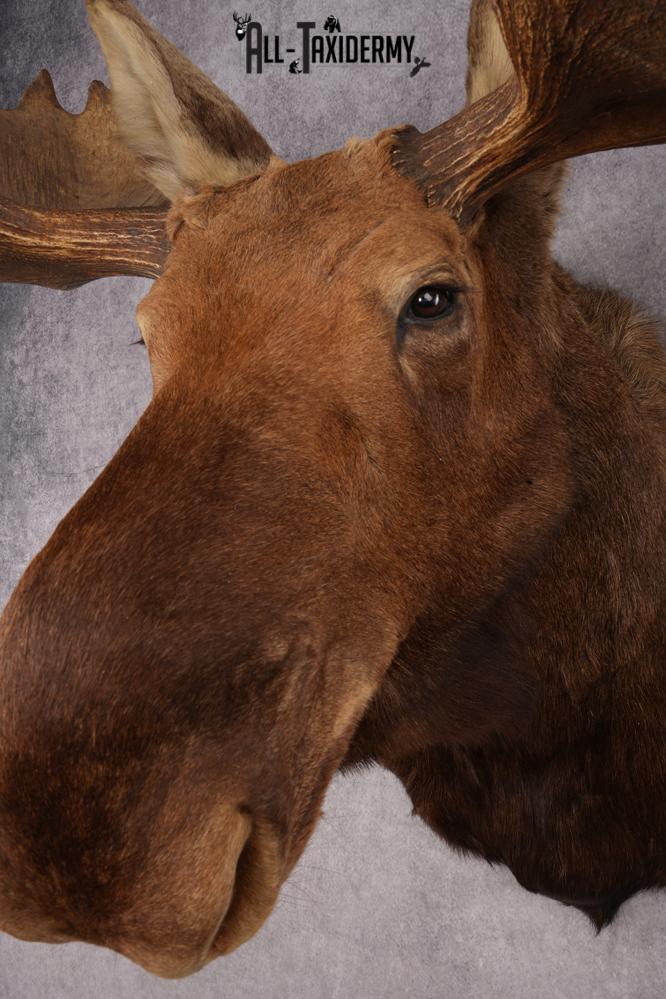 Alaskan/Yukon Moose taxidermy shoulder mount for sale SKU 2725 - Image 5