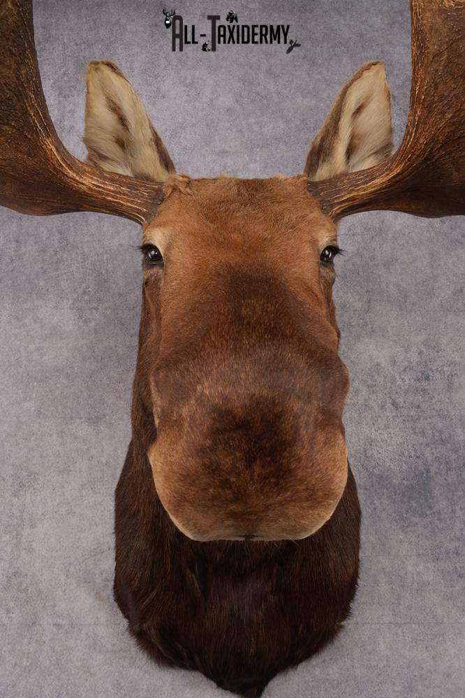 Alaskan/Yukon Moose taxidermy shoulder mount for sale SKU 2725 - Image 4