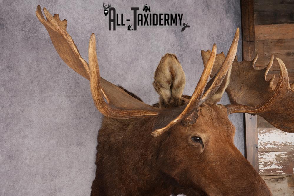Alaskan/Yukon Moose taxidermy shoulder mount for sale SKU 2725 - Image 3