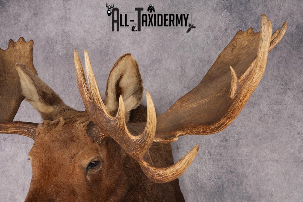 Alaskan/Yukon Moose taxidermy shoulder mount for sale SKU 2725 - Image 2