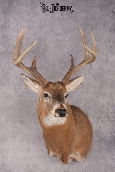 Whitetail deer taxidermy shoulder mount for sale SKU 2727