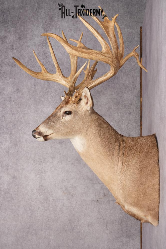 Whitetail deer shoulder taxidermy mount for sale SKU 2719 - Image 6