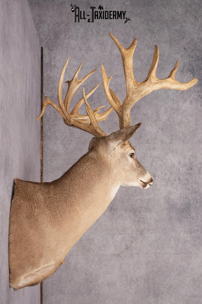 Whitetail deer shoulder taxidermy mount for sale SKU 2719 - Image 5
