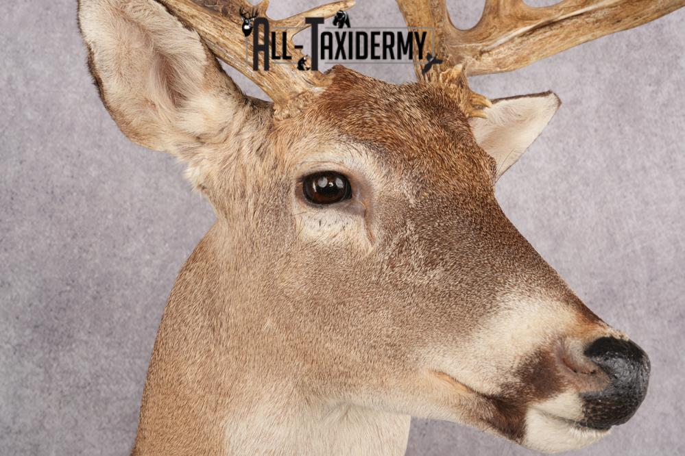 Whitetail deer shoulder taxidermy mount for sale SKU 2719 - Image 4