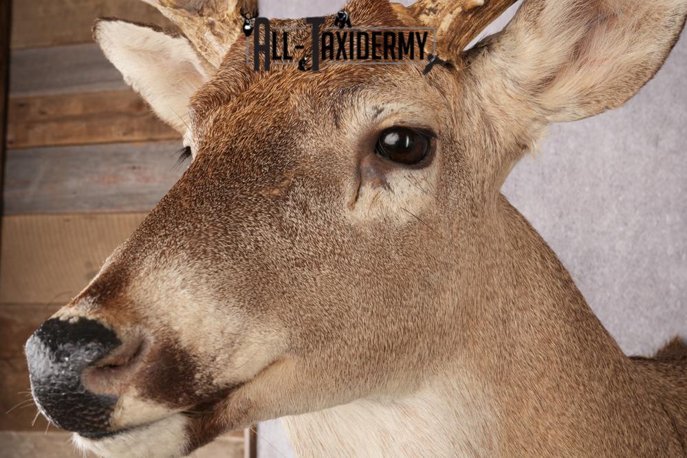 Whitetail deer shoulder taxidermy mount for sale SKU 2719 - Image 3