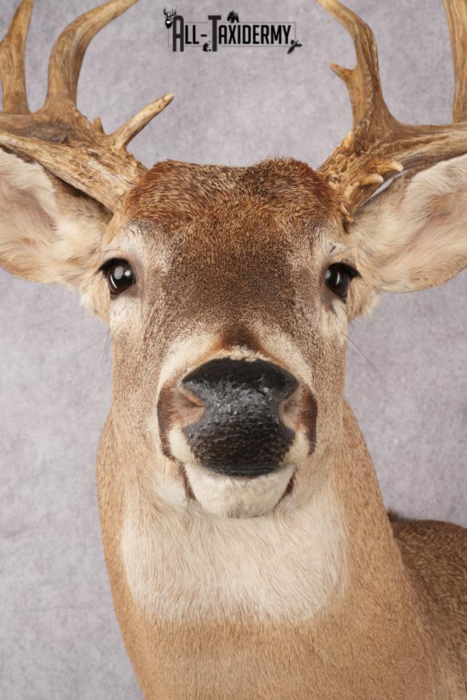 Whitetail deer shoulder taxidermy mount for sale SKU 2719 - Image 2