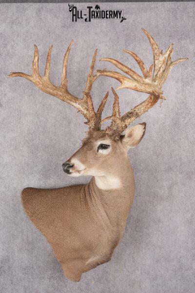 Whitetail deer taxidermy mount SKU 2720