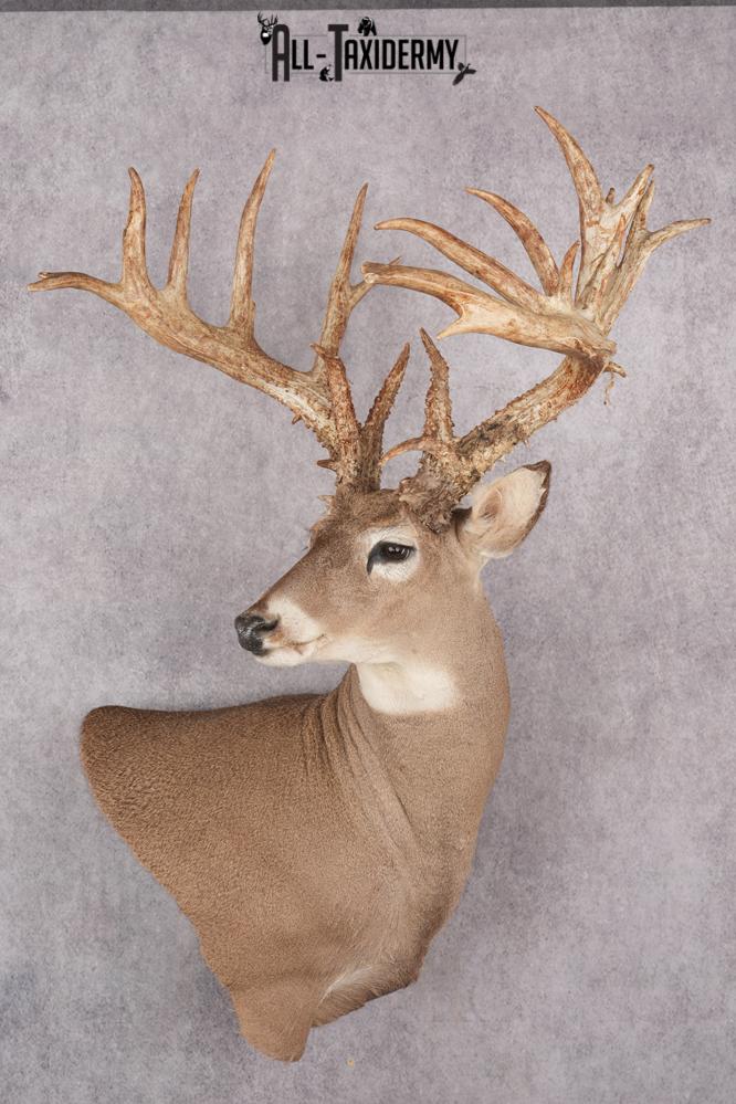 Whitetail deer taxidermy mount SKU 2720