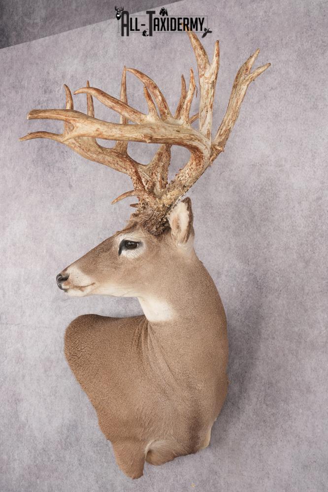 Whitetail deer taxidermy mount SKU 2720 - Image 8