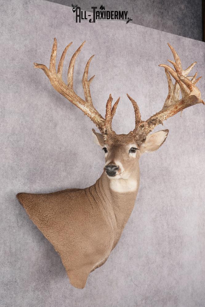 Whitetail Deer