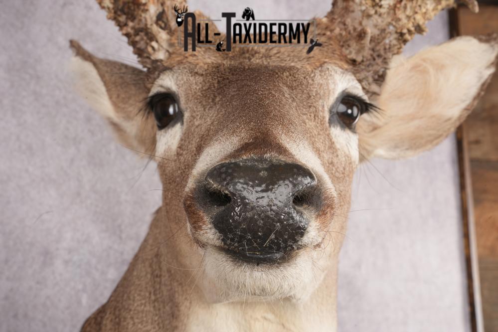 Whitetail deer taxidermy mount SKU 2720 - Image 6