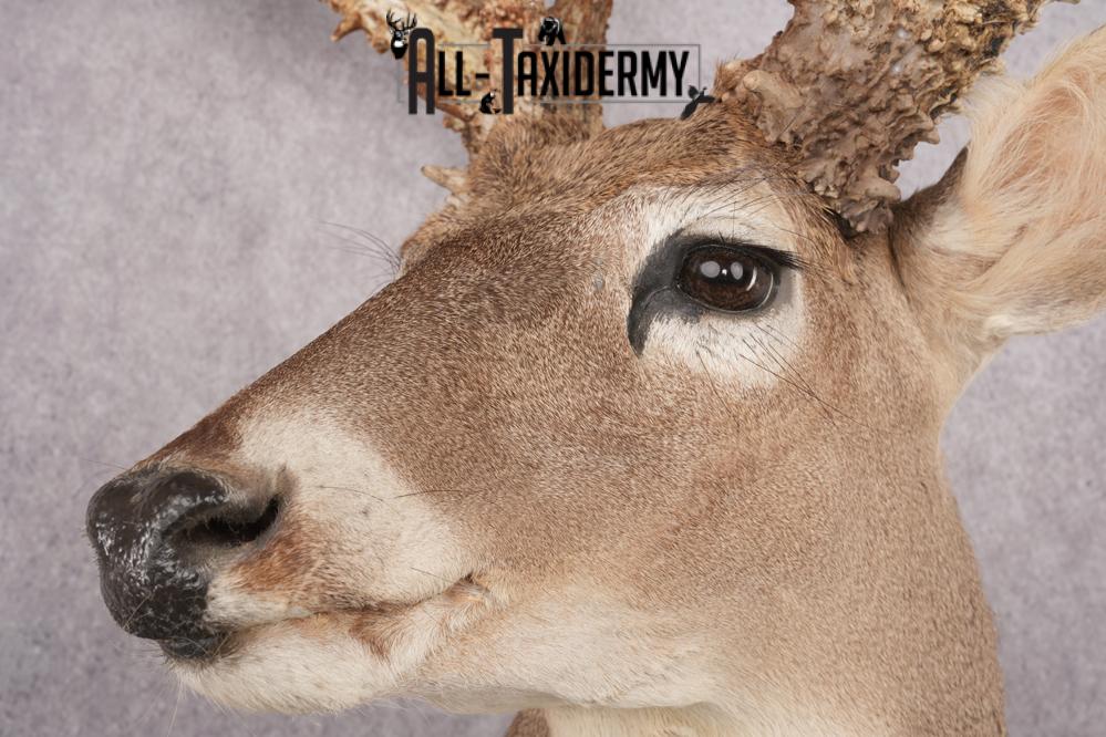 Whitetail deer taxidermy mount SKU 2720 - Image 5