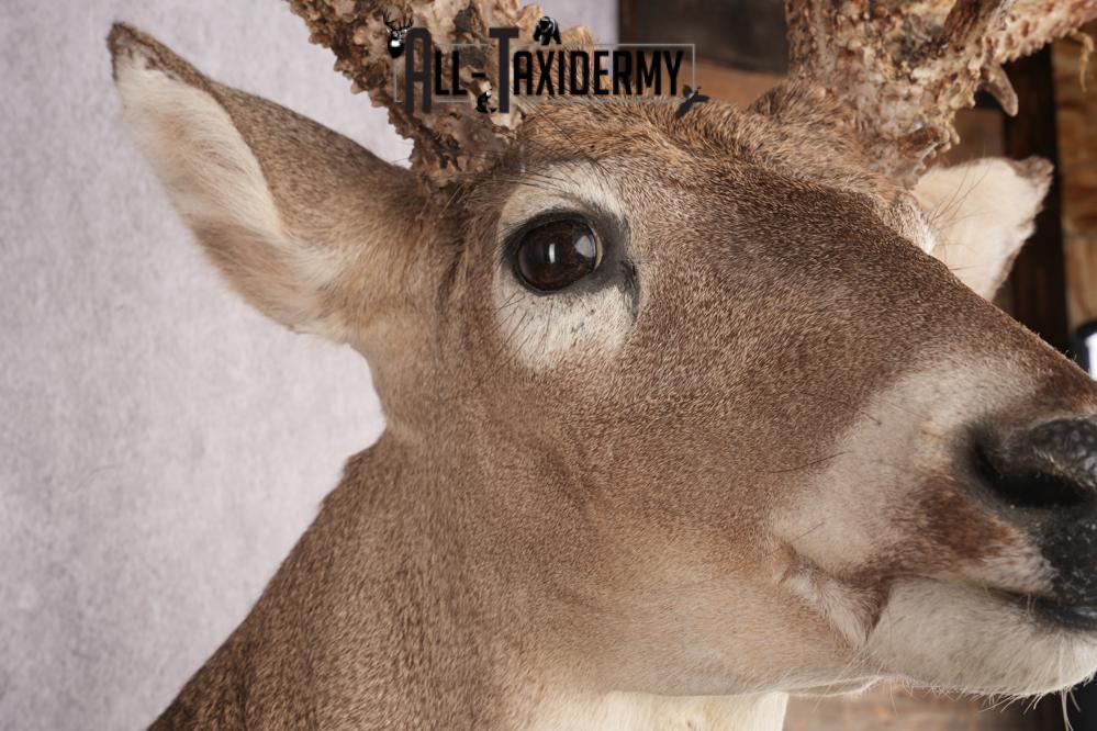 Whitetail deer taxidermy mount SKU 2720 - Image 4