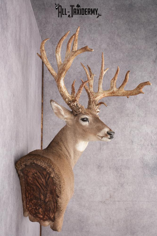 Whitetail deer taxidermy mount SKU 2720 - Image 3