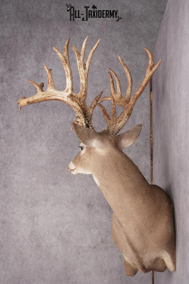 Whitetail deer taxidermy mount SKU 2720 - Image 2