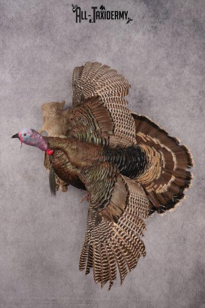 Rio Turkey taxidermy mount for sale SKU 2702