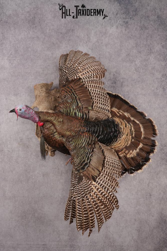 Rio Turkey taxidermy mount for sale SKU 2702