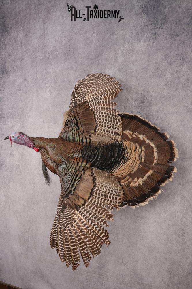 Rio Turkey taxidermy mount for sale SKU 2702 - Image 9