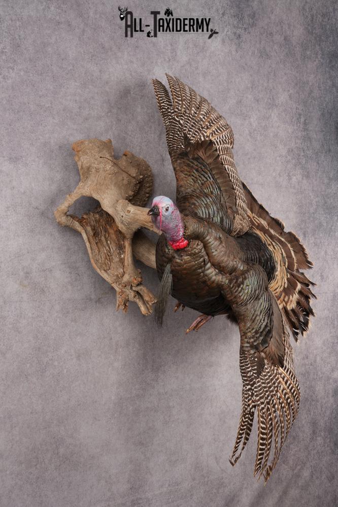 Rio Turkey taxidermy mount for sale SKU 2702 - Image 8