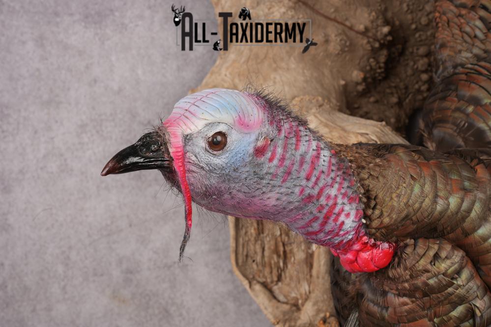 Rio Turkey taxidermy mount for sale SKU 2702 - Image 7