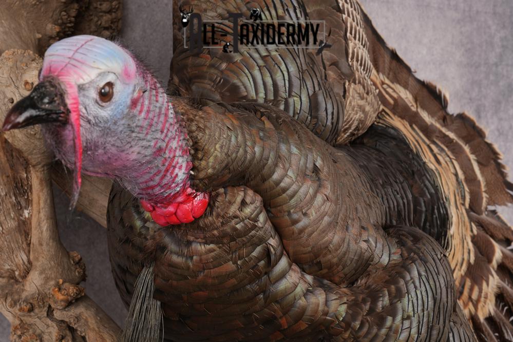 Rio Turkey taxidermy mount for sale SKU 2702 - Image 6