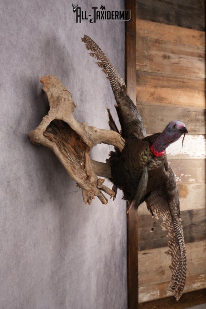 Rio Turkey taxidermy mount for sale SKU 2702 - Image 5