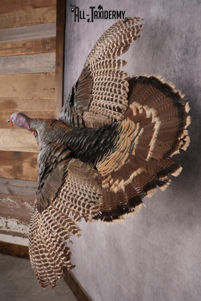 Rio Turkey taxidermy mount for sale SKU 2702 - Image 4