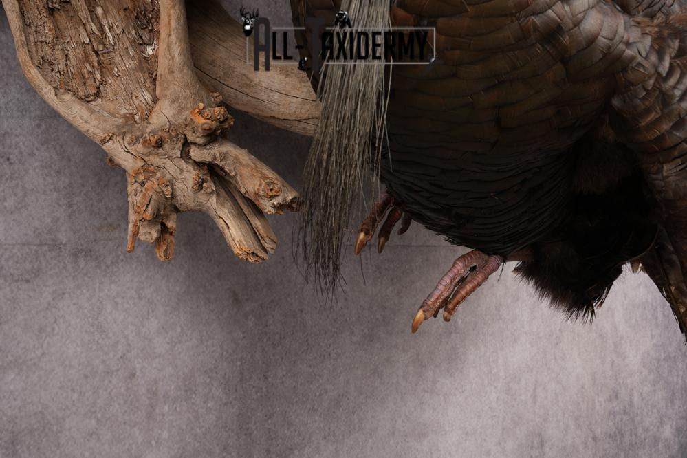 Rio Turkey taxidermy mount for sale SKU 2702 - Image 3