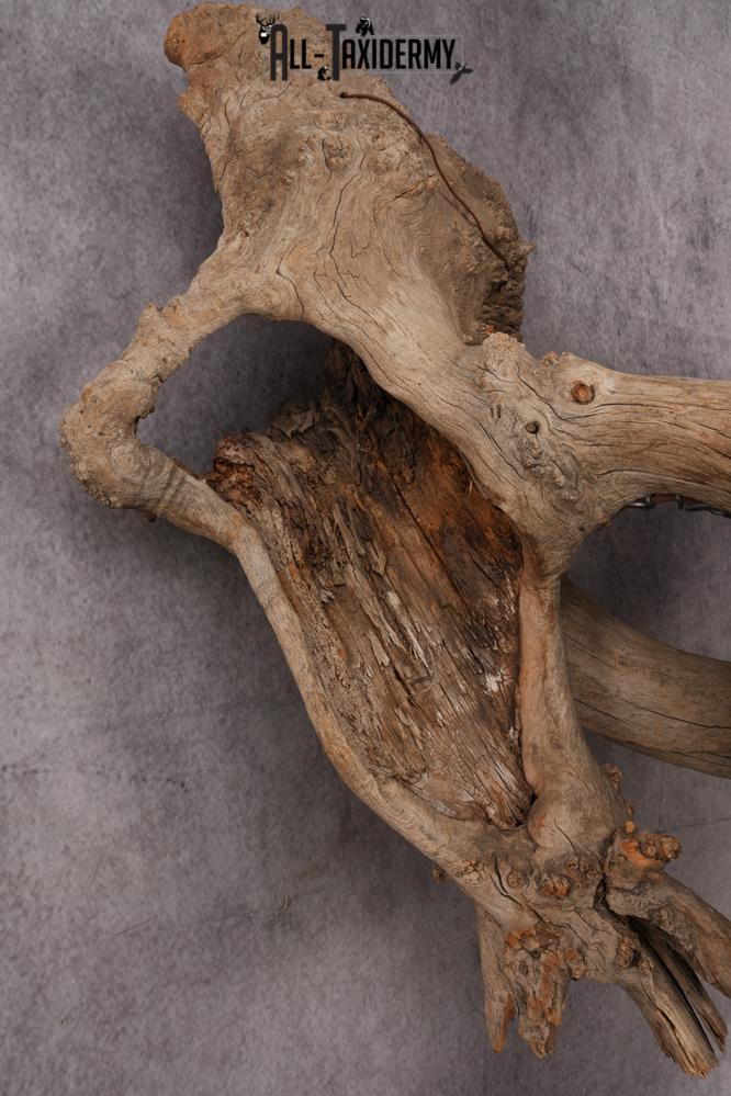 Rio Turkey taxidermy mount for sale SKU 2702 - Image 2