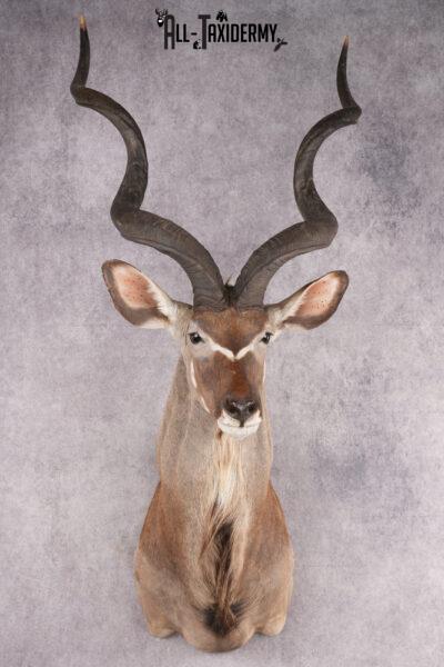 African Kudu taxidermy shoulder mount for sale SKU 2739
