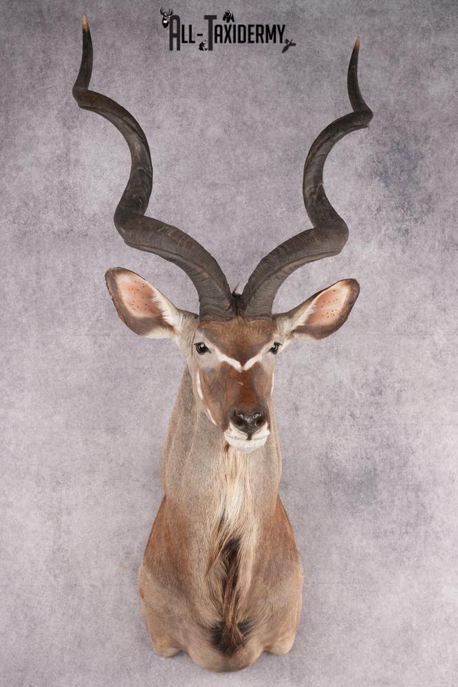 African Kudu taxidermy shoulder mount for sale SKU 2739